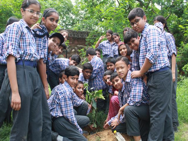 Tree Plantation